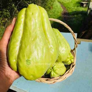 chayote