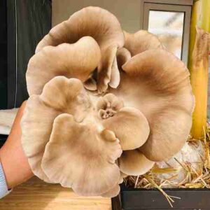 Phoenix-oyster-mushroom