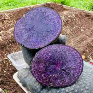 Purple Potato