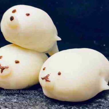 Seal Mochi