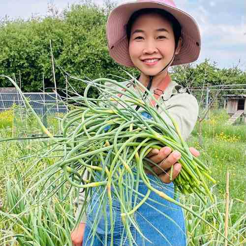 grow garlic