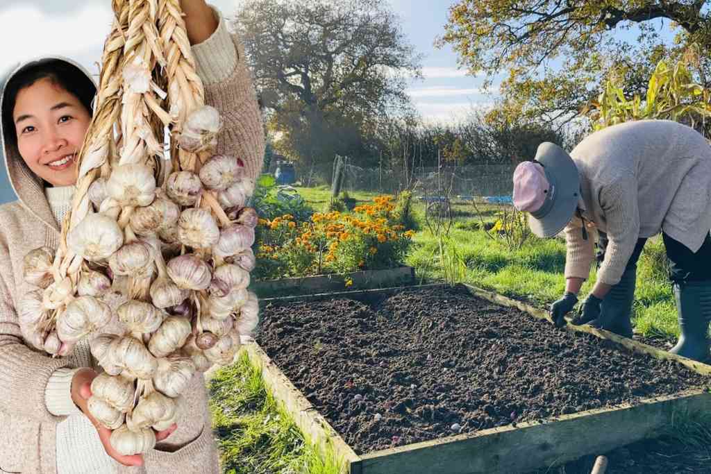 grow garlic