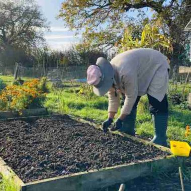 grow garlic