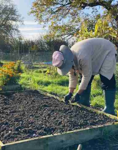 grow garlic